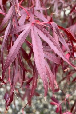 Pung Kil Japanese Maple - 3 Gallon Pot -Outlet Drip Mingle Store acer palmatum pung kil japanese maple 3