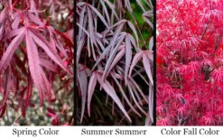 Pung Kil Japanese Maple - 3 Gallon Pot -Outlet Drip Mingle Store acer palmatum pung kil japanese maple 4