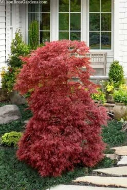 Red Filigree Lace Weeping Japanese Maple - 3 Gallon Pot 19 Red Filigree Lace Weeping Japanese Maple - 3 Gallon Pot -Outlet Drip Mingle Store acer palmatum red filigree japanese maple 10 1