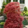 Red Filigree Lace Weeping Japanese Maple - 2 Gallon Pot