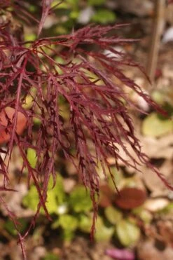 Red Filigree Lace Weeping Japanese Maple - 3 Gallon Pot 16 Red Filigree Lace Weeping Japanese Maple - 3 Gallon Pot -Outlet Drip Mingle Store acer palmatum red filigree japanese maple 2