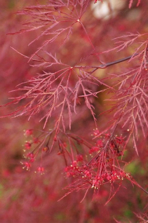Red Filigree Lace Weeping Japanese Maple - 3 Gallon Pot 7 Red Filigree Lace Weeping Japanese Maple - 3 Gallon Pot - Image 5