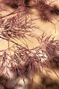 Red Filigree Lace Weeping Japanese Maple - 3 Gallon Pot 17 Red Filigree Lace Weeping Japanese Maple - 3 Gallon Pot -Outlet Drip Mingle Store acer palmatum red filigree japanese maple 5