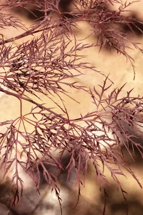 Red Filigree Lace Weeping Japanese Maple - 3 Gallon Pot 9 Red Filigree Lace Weeping Japanese Maple - 3 Gallon Pot - Image 7