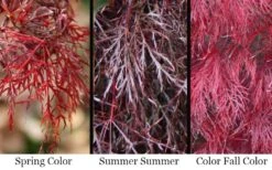 Red Filigree Lace Weeping Japanese Maple - 2 Gallon Pot -Outlet Drip Mingle Store acer palmatum red filigree japanese maple 7 1