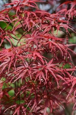 Red Pygmy Japanese Maple - 2 Gallon Pot -Outlet Drip Mingle Store acer palmatum red pygmy japanese maple 10