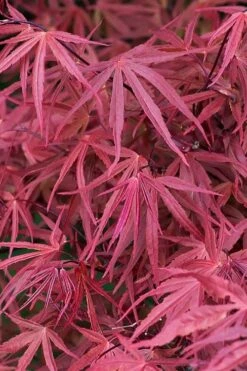 Red Pygmy Japanese Maple - 2 Gallon Pot -Outlet Drip Mingle Store acer palmatum red pygmy japanese maple 2