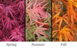 Red Pygmy Japanese Maple - 2 Gallon Pot -Outlet Drip Mingle Store acer palmatum red pygmy japanese maple 3