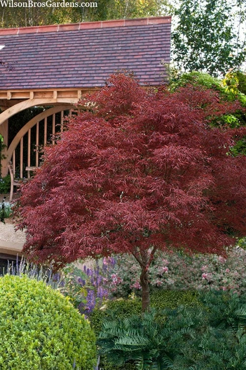Red Pygmy Japanese Maple - 3 Gallon Pot 3 Red Pygmy Japanese Maple - 3 Gallon Pot