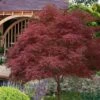 Red Pygmy Japanese Maple - 2 Gallon Pot 1 Red Pygmy Japanese Maple - 2 Gallon Pot -Outlet Drip Mingle Store acer palmatum red pygmy japanese maple 6