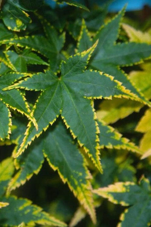 Sagara Nishiki Japanese Maple - 3 Gallon Pot 3 Sagara Nishiki Japanese Maple - 3 Gallon Pot