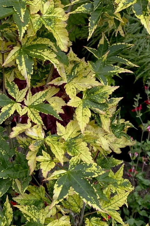 Sagara Nishiki Japanese Maple - 3 Gallon Pot 8 Sagara Nishiki Japanese Maple - 3 Gallon Pot - Image 6