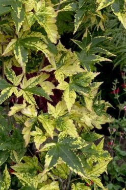 Sagara Nishiki Japanese Maple - 2 Gallon Pot 13 Sagara Nishiki Japanese Maple - 2 Gallon Pot -Outlet Drip Mingle Store acer palmatum sagara nishiki japanese maple 7