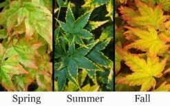 Sagara Nishiki Japanese Maple - 3 Gallon Pot 11 Sagara Nishiki Japanese Maple - 3 Gallon Pot -Outlet Drip Mingle Store acer palmatum sagara nishiki japanese maple 8 1