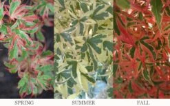 Beni Schichihenge Japanese Maple - 5 Gallon Pot -Outlet Drip Mingle Store acer palmatum schichihenge japanese maple 3