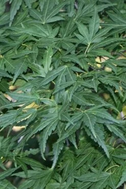 Seiun Kaku Japanese Maple - 3 Gallon Pot -Outlet Drip Mingle Store acer palmatum seiun kaku japanese maple 11