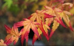Seiun Kaku Japanese Maple - 3 Gallon Pot -Outlet Drip Mingle Store acer palmatum seiun kaku japanese maple 13