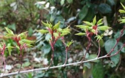 Seiun Kaku Japanese Maple - 3 Gallon Pot -Outlet Drip Mingle Store acer palmatum seiun kaku japanese maple 3