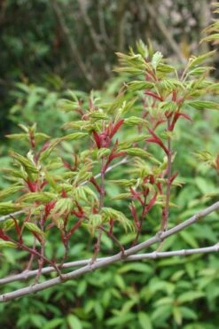 Seiun Kaku Japanese Maple - 3 Gallon Pot -Outlet Drip Mingle Store acer palmatum seiun kaku japanese maple 4