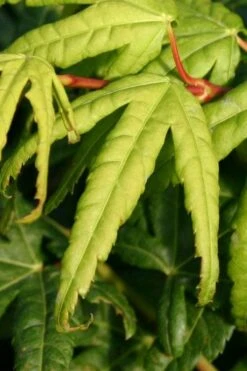 Seiun Kaku Japanese Maple - 3 Gallon Pot -Outlet Drip Mingle Store acer palmatum seiun kaku japanese maple 6