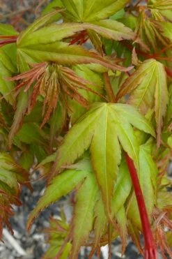 Sekka Yatsubusa Japanese Maple - 3 Gallon Pot -Outlet Drip Mingle Store acer palmatum sekka yatsubusa japanese maple 1