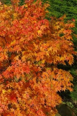 Sekka Yatsubusa Japanese Maple - 3 Gallon Pot -Outlet Drip Mingle Store acer palmatum sekka yatsubusa japanese maple 3