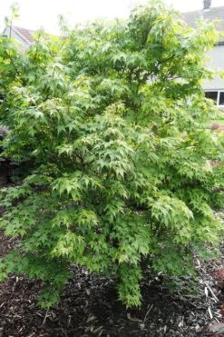 Sekka Yatsubusa Japanese Maple - 3 Gallon Pot -Outlet Drip Mingle Store acer palmatum sekka yatsubusa japanese maple 4