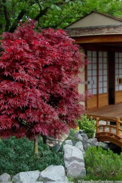 Shaina Dwarf Red Japanese Maple - 5 Gallon Pot -Outlet Drip Mingle Store acer palmatum shaina japanese maple 11 3