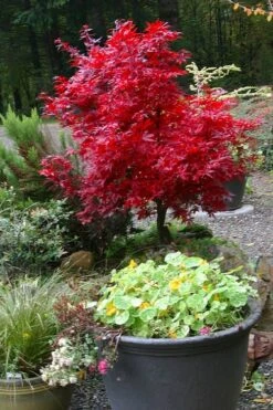 Shaina Dwarf Red Japanese Maple - 5 Gallon Pot -Outlet Drip Mingle Store acer palmatum shaina japanese maple 12 3