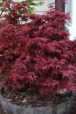 Shaina Dwarf Red Japanese Maple - 2 Gallon Pot