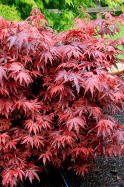 Shaina Dwarf Red Japanese Maple - 5 Gallon Pot -Outlet Drip Mingle Store acer palmatum shaina japanese maple 7 3