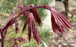 Trompenburg Japanese Maple - 5 Gallon Pot -Outlet Drip Mingle Store acer palmatum shirasawanum trompenburg japanese maple 1