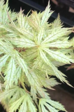Sister Ghost Japanese Maple - 3 Gallon Pot (3-4') -Outlet Drip Mingle Store acer palmatum sister ghost japanese maple 12