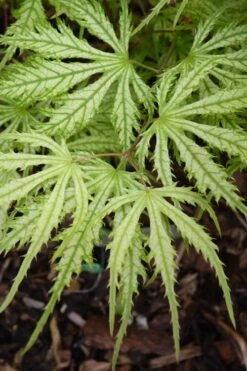 Sister Ghost Japanese Maple - 3 Gallon Pot (4-5') -Outlet Drip Mingle Store acer palmatum sister ghost japanese maple 14 1