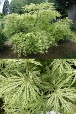 Sister Ghost Japanese Maple - 3 Gallon Pot (3-4') -Outlet Drip Mingle Store acer palmatum sister ghost japanese maple 5