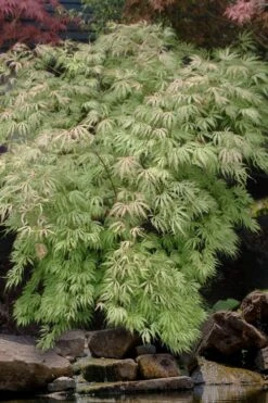 Sister Ghost Japanese Maple - 3 Gallon Pot (3-4') -Outlet Drip Mingle Store acer palmatum sister ghost japanese maple 8
