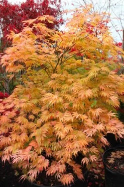 Sister Ghost Japanese Maple - 3 Gallon Pot (4-5') -Outlet Drip Mingle Store acer palmatum sister ghost japanese maple 9 1