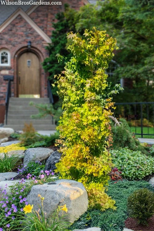 Skyscraper Columnar Japanese Maple - 1 Gallon Pot 7 Skyscraper Columnar Japanese Maple - 1 Gallon Pot - Image 5
