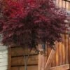 Suminagashi Red Leaf Japanese Maple - 5 Gallon Pot 1 Suminagashi Red Leaf Japanese Maple - 5 Gallon Pot -Outlet Drip Mingle Store acer palmatum suminagashi japanese maple 2