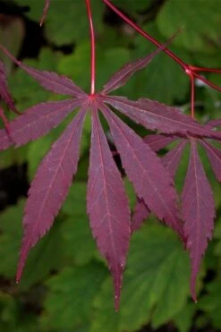 Suminagashi Red Leaf Japanese Maple - 5 Gallon Pot -Outlet Drip Mingle Store acer palmatum suminagashi japanese maple 4