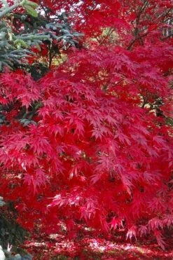 Suminagashi Red Leaf Japanese Maple - 5 Gallon Pot -Outlet Drip Mingle Store acer palmatum suminagashi japanese maple 5