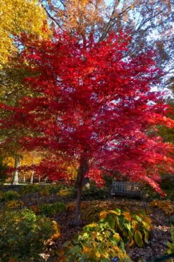 Suminagashi Red Leaf Japanese Maple - 5 Gallon Pot -Outlet Drip Mingle Store acer palmatum suminagashi japanese maple 7