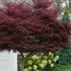 Tamukeyama Dwarf Red Japanese Maple - 3 Gallon Pot (High Grafted Tree Form) -Outlet Drip Mingle Store acer palmatum tamukeyama japanese maple high graft 3 1