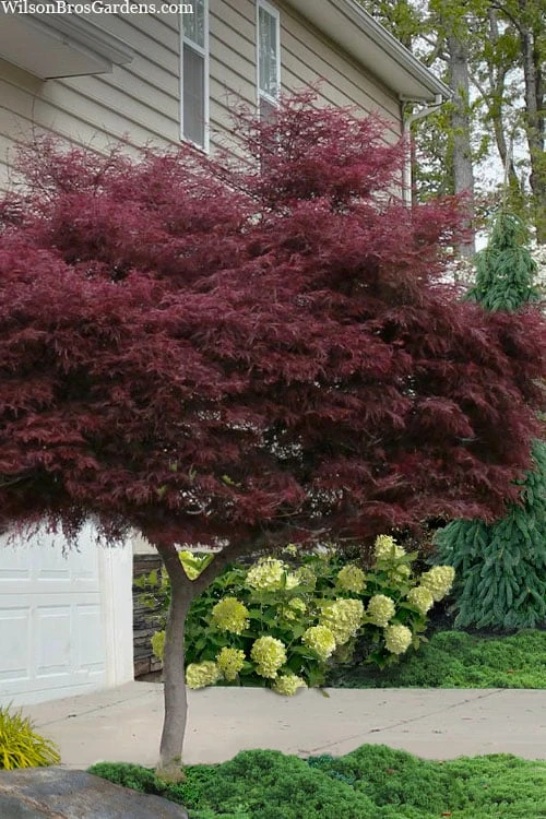Tamukeyama Dwarf Red Japanese Maple (High Graft Tree Form)- 3 Gallon Pot 3 Tamukeyama Dwarf Red Japanese Maple (High Graft Tree Form)- 3 Gallon Pot