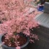 Taylor Pink Japanese Maple - 1 Gallon Pot -Outlet Drip Mingle Store acer palmatum taylors pink japanese maple 5 1