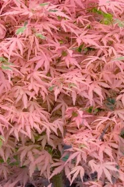 Taylor Pink Japanese Maple - 3 Gallon Pot 10 Taylor Pink Japanese Maple - 3 Gallon Pot -Outlet Drip Mingle Store acer palmatum taylors pink japanese maple 7