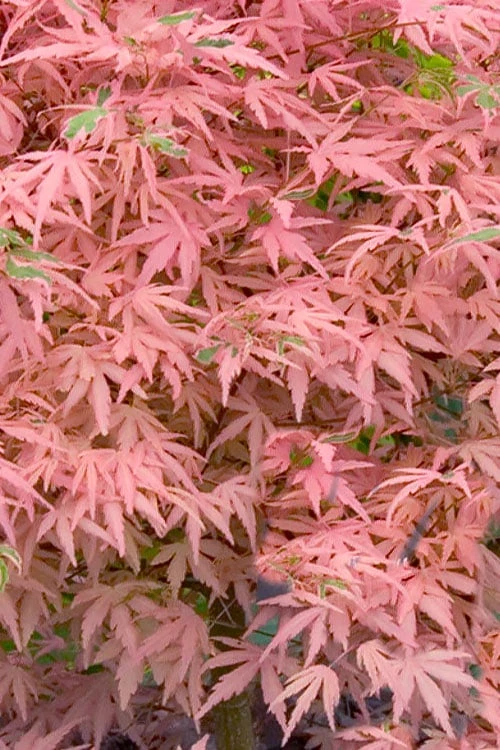 Taylor Pink Japanese Maple - 3 Gallon Pot 6 Taylor Pink Japanese Maple - 3 Gallon Pot - Image 4