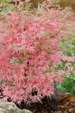 Taylor Pink Japanese Maple - 3 Gallon Pot 11 Taylor Pink Japanese Maple - 3 Gallon Pot -Outlet Drip Mingle Store acer palmatum taylors pink japanese maple 8