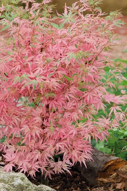 Taylor Pink Japanese Maple - 3 Gallon Pot 7 Taylor Pink Japanese Maple - 3 Gallon Pot - Image 5