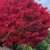 Tobiosho Japanese Maple Tree - 3 Gallon Pot 1 Tobiosho Japanese Maple Tree - 3 Gallon Pot -Outlet Drip Mingle Store acer palmatum tobiosho japanese maple tree 5